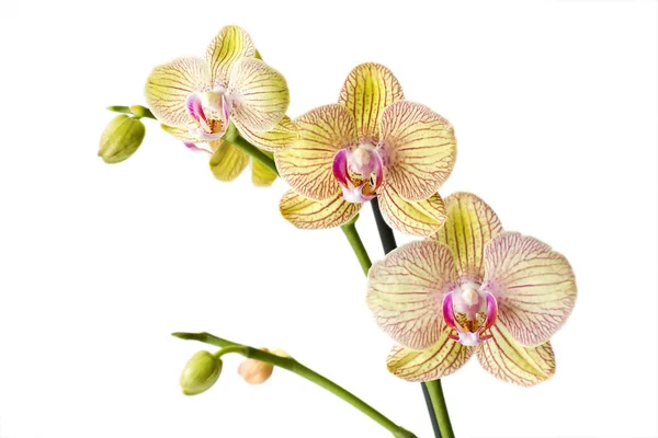Orchidea Elszigetelt Fehér Háttér — Stock Fotó