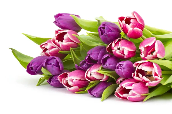 Colourful Tulips White Background — Stock Photo, Image