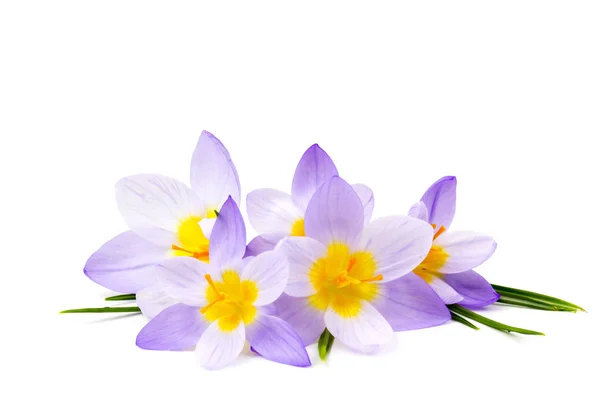 Crocus Uno Dei Primi Fiori Primaverili — Foto Stock