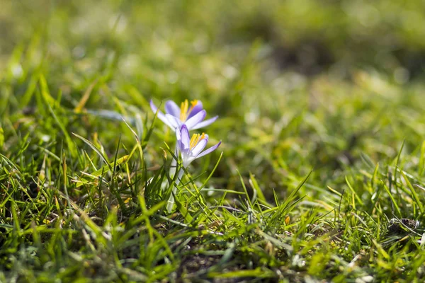 Crocus One First Spring Flowers — Stock Photo, Image