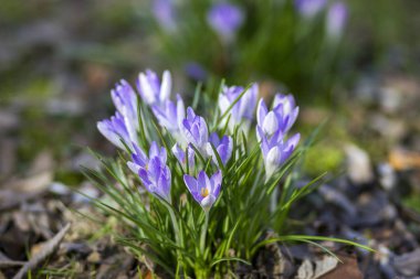 Crocus - ilkbahar çiçeklerinden biri.