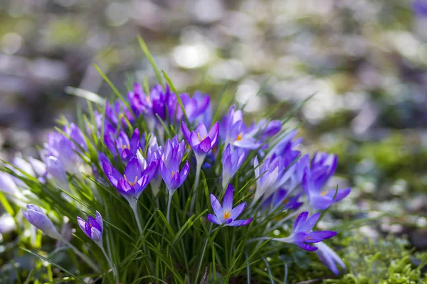 Azafrán Una Las Primeras Flores Primaverales —  Fotos de Stock