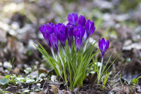 Crocus - ilkbahar çiçeklerinden biri.