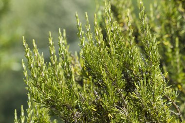 Biberiye (Rosmarinus Officinalis) dışında büyüyen