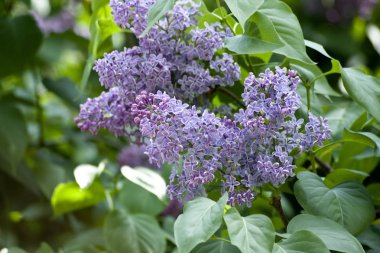 yeşil yaprakları ile Eflatun çiçekler