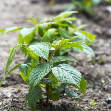 küçük yeni ahududu çalı