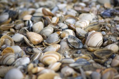 Seashell arka plan çeşitli kabukları ile