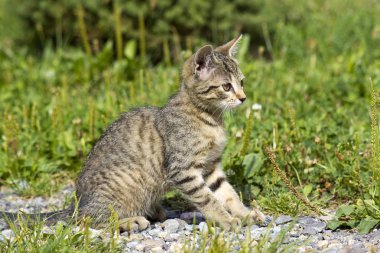 bahçede oturan küçük kedi yavrusu