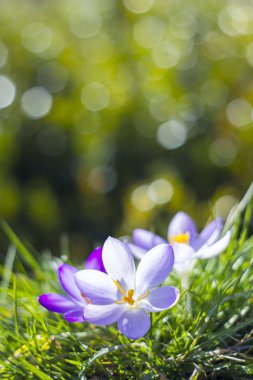 Crocus - ilkbahar çiçeklerinden biri.