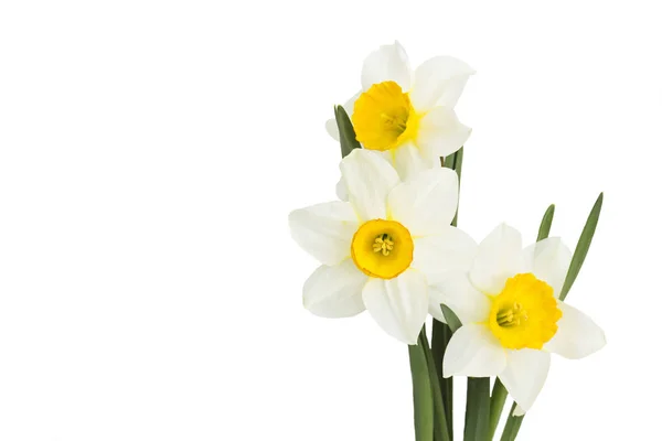 Narciso Flores Fundo Branco — Fotografia de Stock