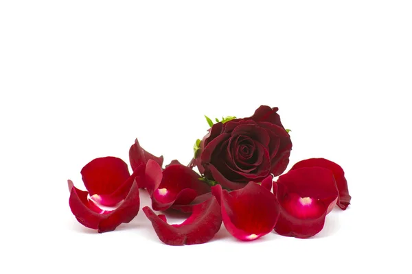 Pétalos Rosa Con Rosa Roja — Foto de Stock