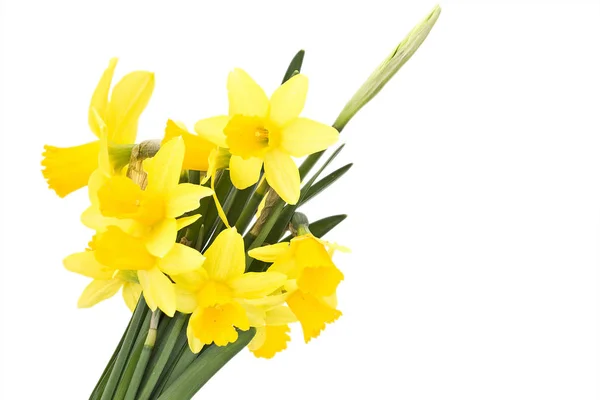 Narciso Amarillo Sobre Blanco — Foto de Stock