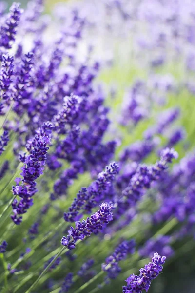 Visão Detalhe Flores Lavanda — Fotografia de Stock