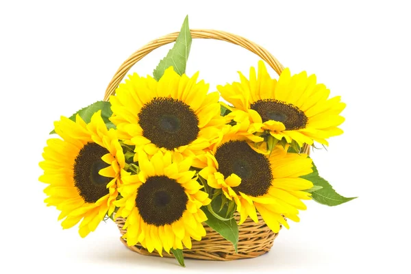 Schöner Sonnenblumenstrauß Korb Helianthus — Stockfoto