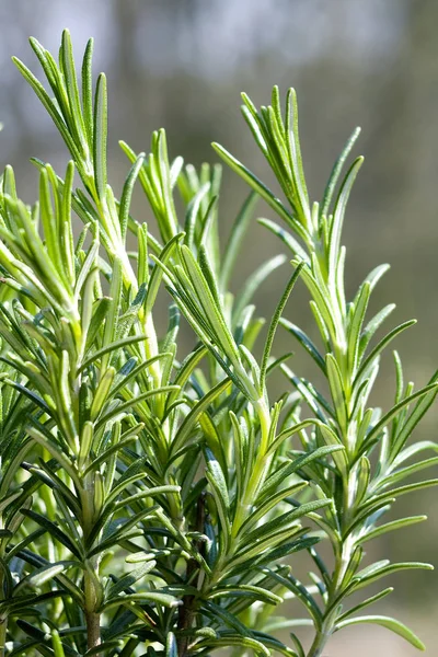 Yeşil biberiye (rosmarinus officinalis)