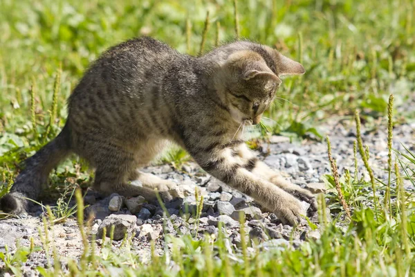 Mały Kotek Grając Ogrodzie — Zdjęcie stockowe