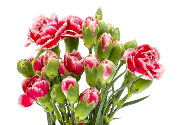 Carnations White Background — Stock Photo, Image