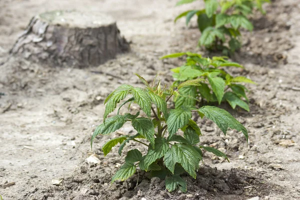 küçük yeni ahududu çalı