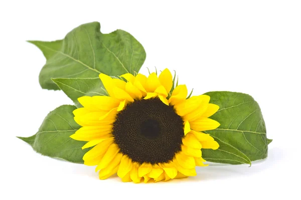 Zonnebloem Witte Achtergrond Helianthus — Stockfoto