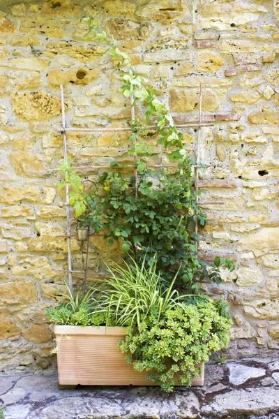 old tuscan wall with plants