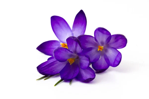 Crocus - een van de eerste lentebloemen — Stockfoto