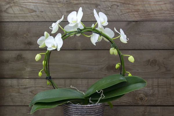 Gyönyörű fehér a virágcserép - phalaenopsis orchidea — Stock Fotó