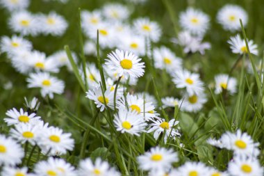 Cam çiçeklenme papatyalar