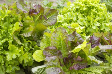 farklı türde marul.