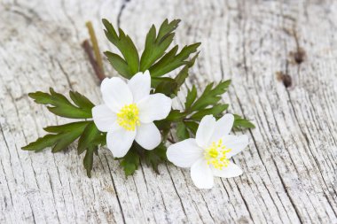 kardelen anemone (anemone sylvestris) 