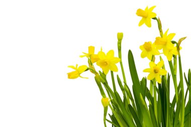 beyaz izole sarı nergis 