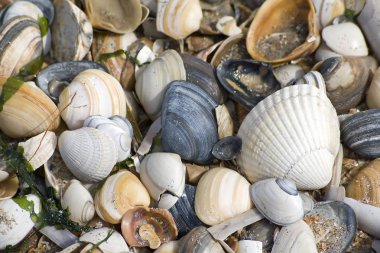 Seashell arka plan çeşitli kabukları ile