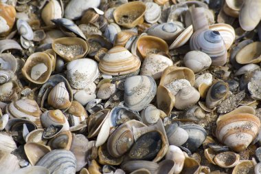 Seashell arka plan çeşitli kabukları ile