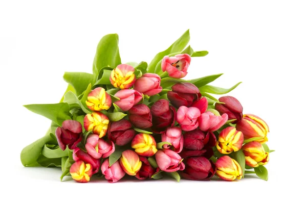 Colourful tulips on white background — Stock Photo, Image