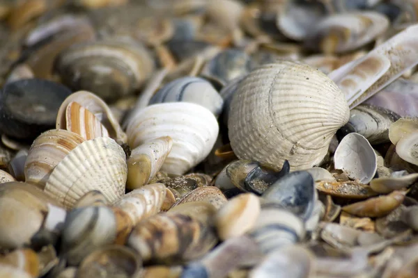 Fondo de concha con varios tipos de conchas — Foto de Stock