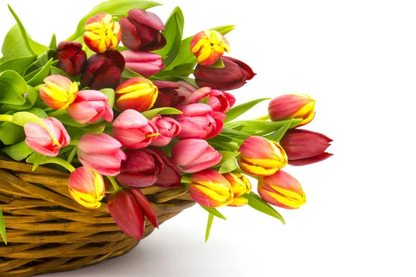 Colourful tulips in a basket — Stock Photo, Image