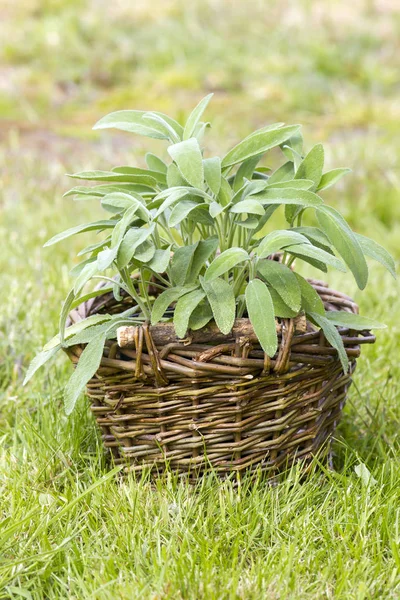 Korg med färsk salvia i trädgården — Stockfoto