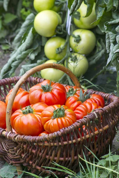 Basket full of freshly harvested tomatoes — Stock Photo, Image