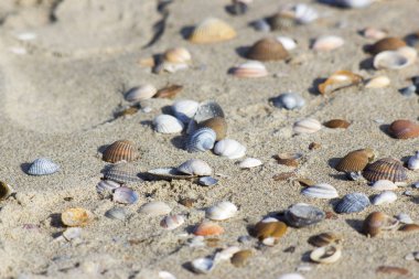 Hollanda, Renesse, Zeeland sahillerindeki deniz kabukları