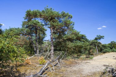 Hollanda 'daki Ulusal Park Maasduinen