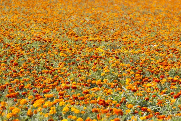 Mnoho Nádherných Marigstarých Květin — Stock fotografie