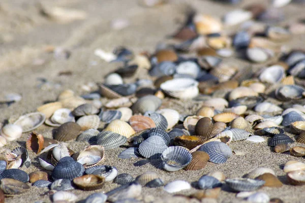 Conchas marinas en la playa de los Países Bajos, Renesse, Zelanda — Foto de Stock