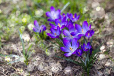 Crocus - ilkbahar çiçeklerinden biri.