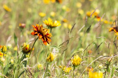 Rudbeckia çiçekleri doğada