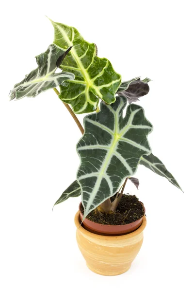 Alocasia. Isolerade blomma i kruka. — Stockfoto