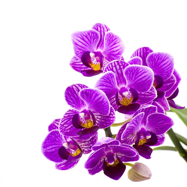 Hermosa orquídea rosa - phalaenopsis — Foto de Stock
