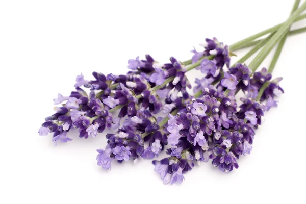 Purple Lavender White — Stock Photo, Image