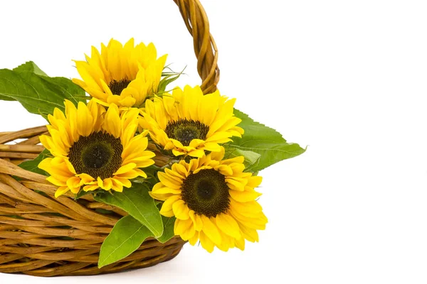 Beautiful sunflower bouquet in a basket — Stock Photo, Image