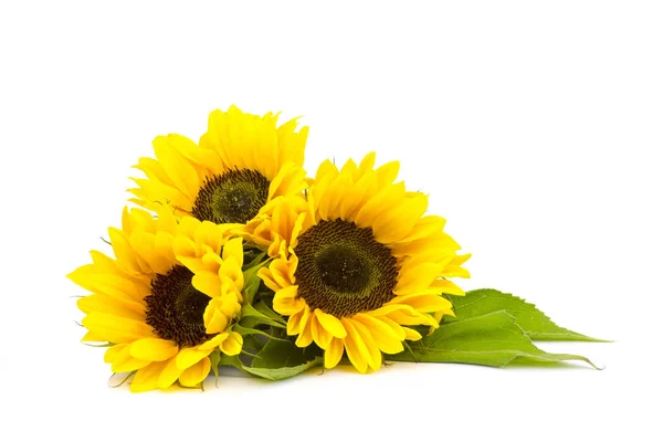 Zonnebloem op witte achtergrond (helianthus) — Stockfoto