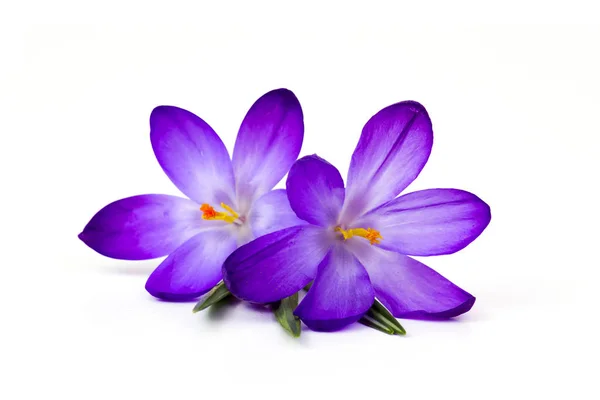 Crocus Bloem Witte Achtergrond Verse Lentebloemen — Stockfoto