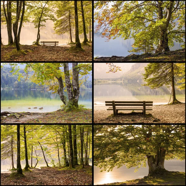 Alte Bäume Bohinjer See Slowenien Collage — Stockfoto